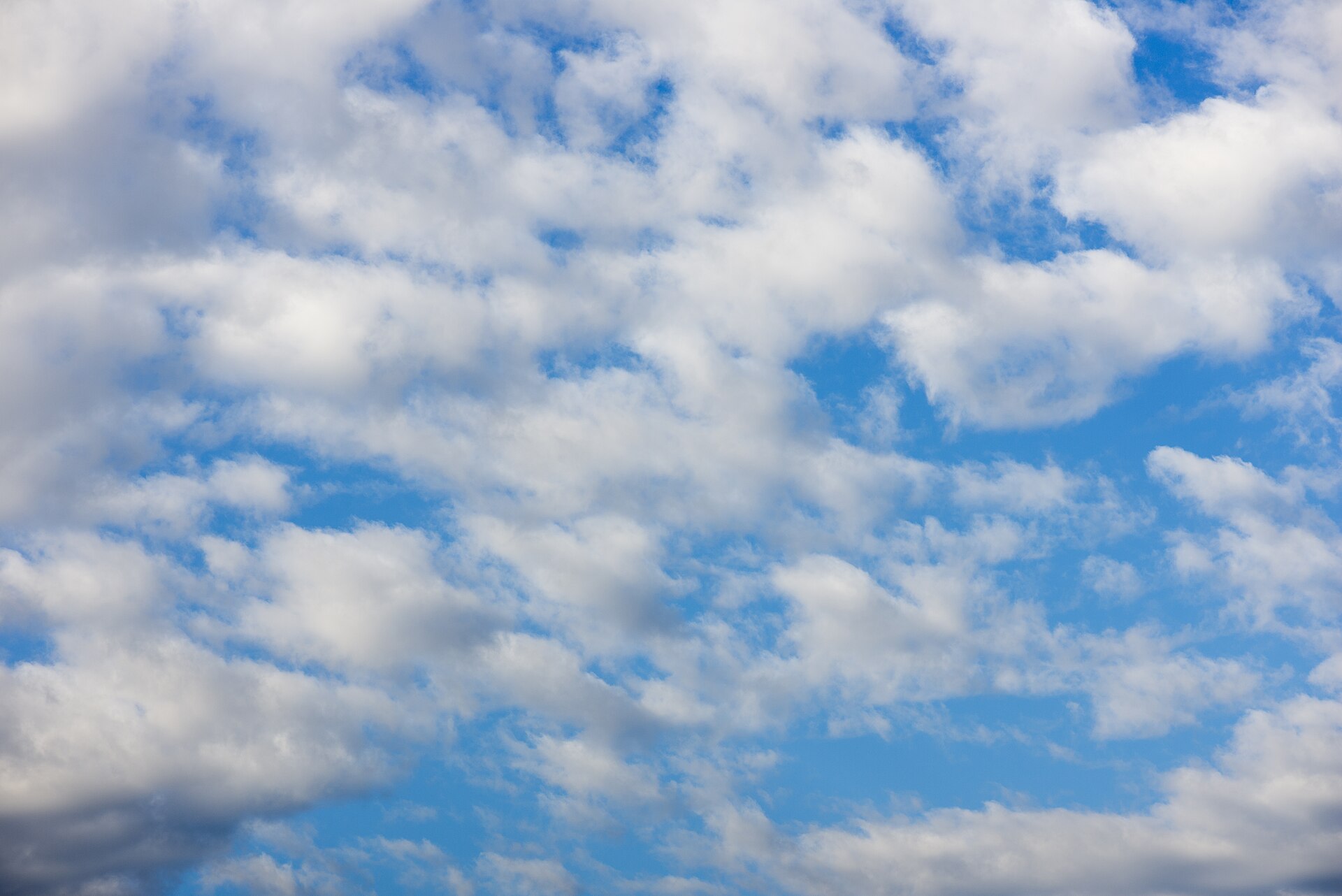 A field of fair-weather cumulus clouds across an open sky